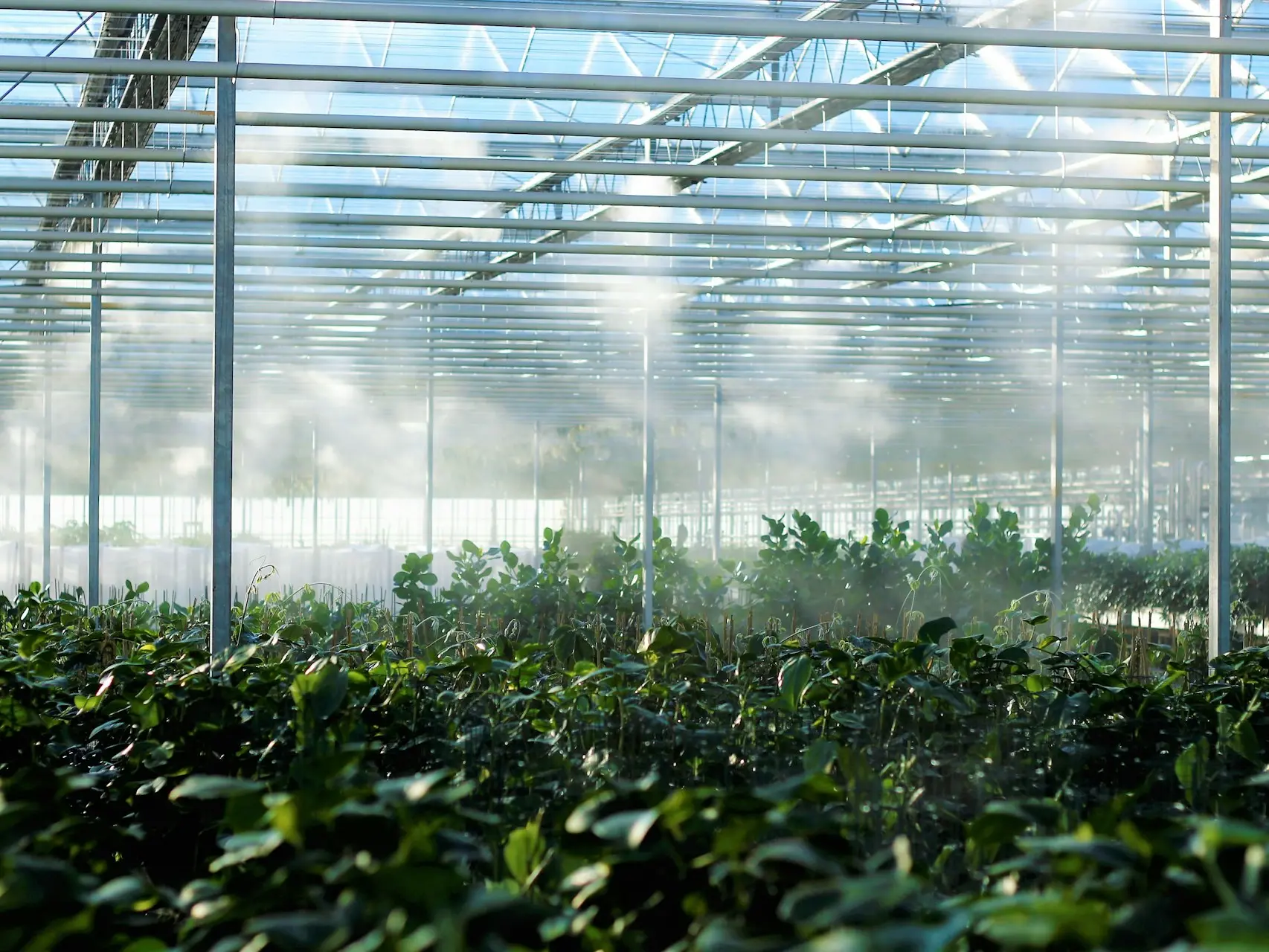 Greenhouse filled with plants